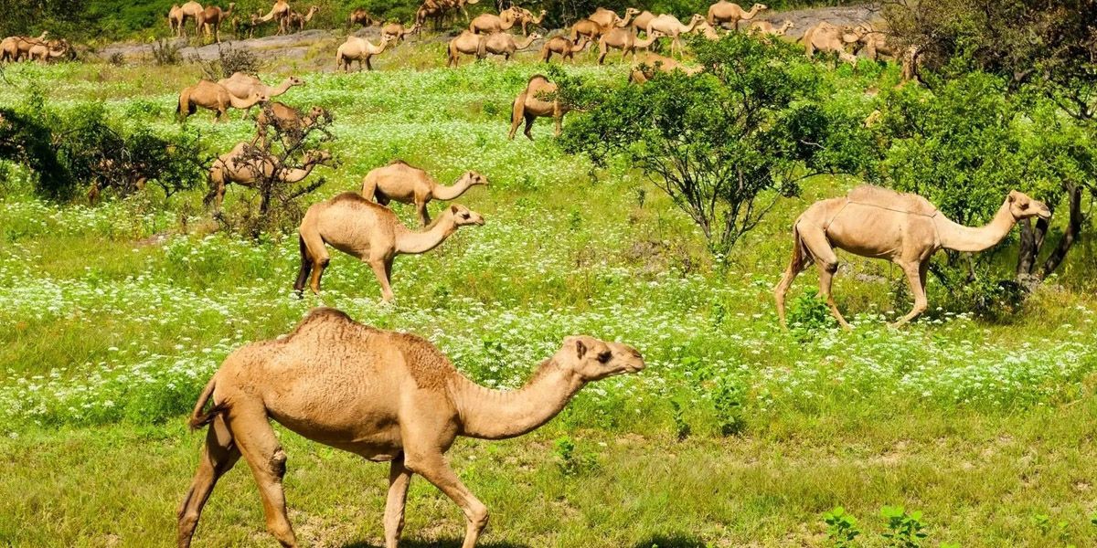 Jewels of Oman